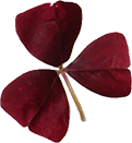 Oxalis Rot